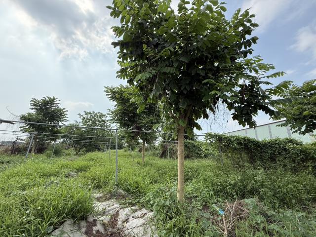 九如農地-3