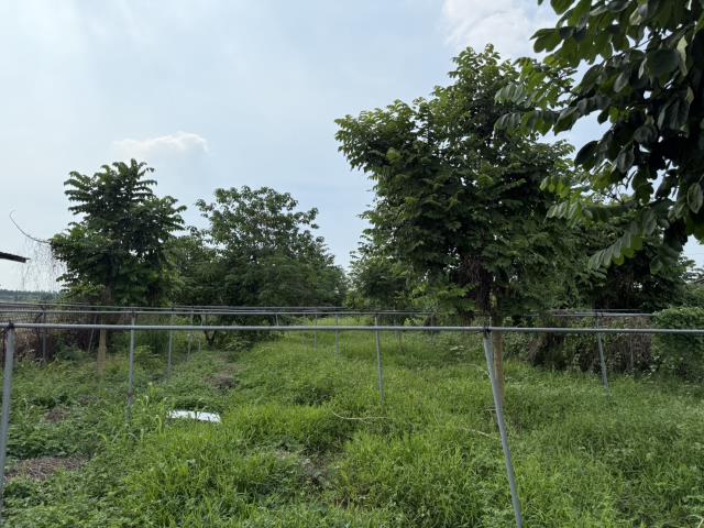 九如農地-1