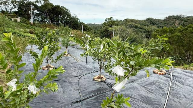 新竹寶山農地-11