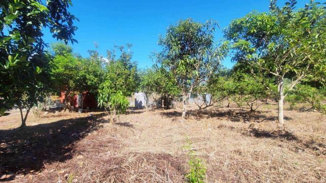 新竹橫山農地-6