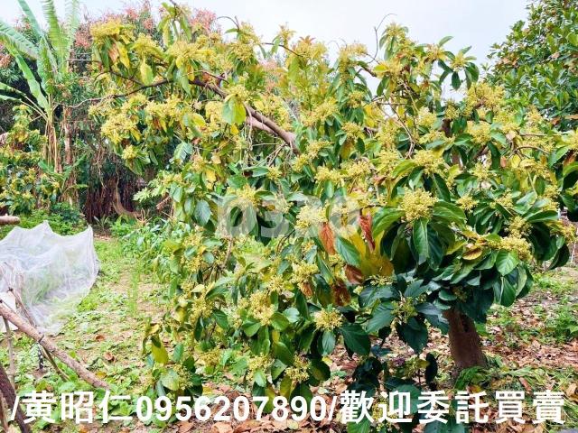 台南佳里建地-9