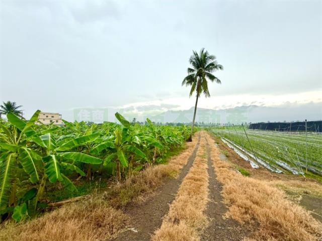 高雄旗山農地-5