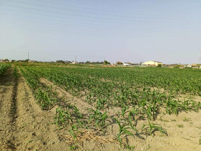 台南學甲農地-6