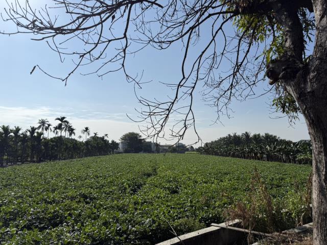 屏東市農地-2
