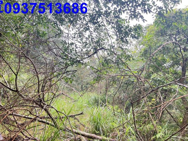 宜蘭礁溪農地-1