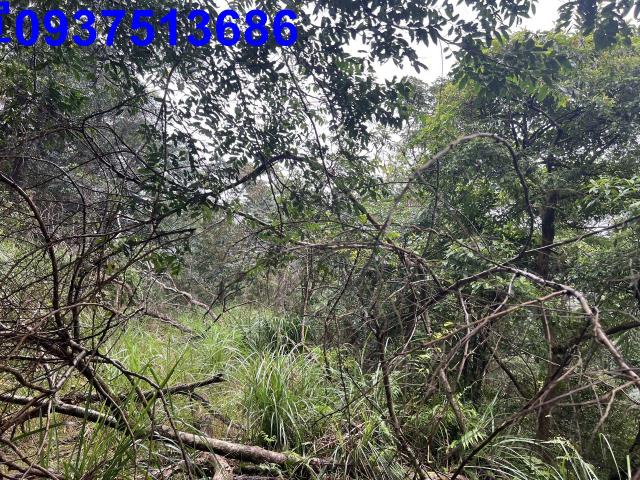 宜蘭礁溪農地-2