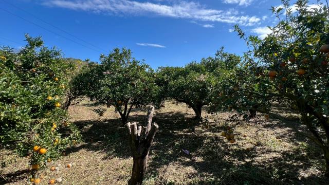 苗栗頭份農地-7