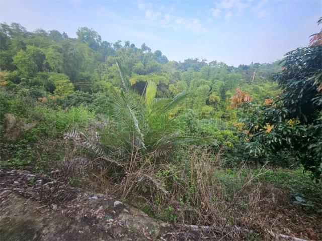 高雄大樹農地-8