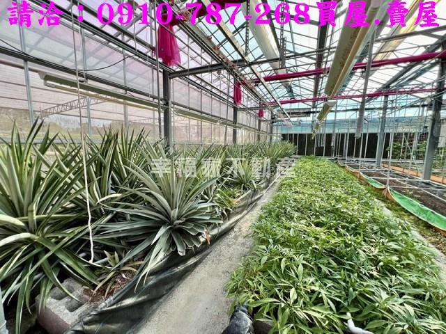 台南楠西農地-11