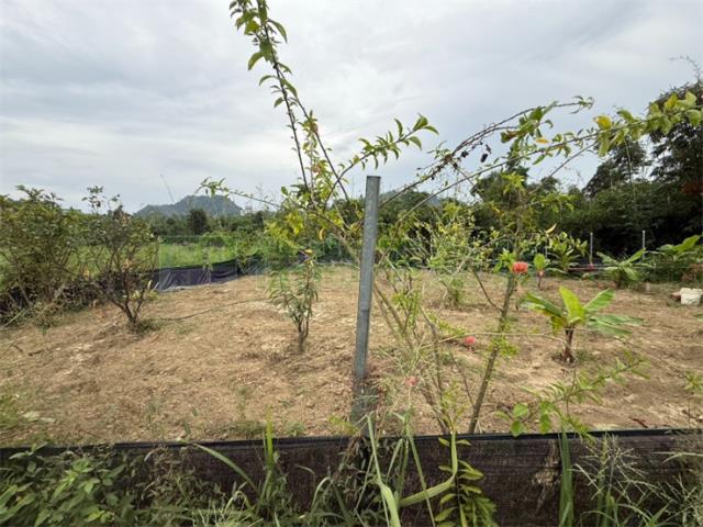 高雄大社農地-5