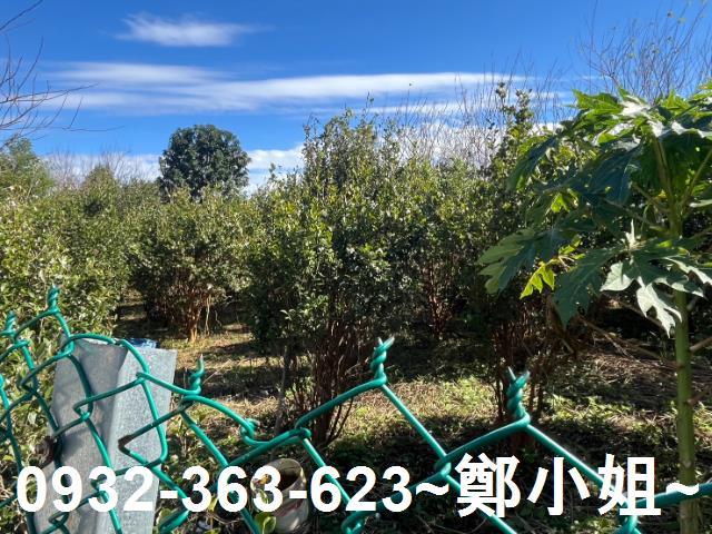 桃園龍潭農地-9