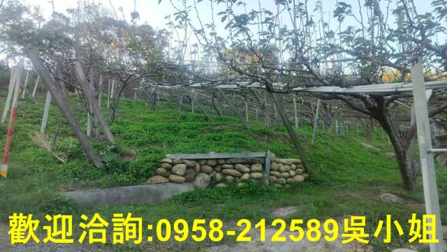 新竹新埔山坡地-3