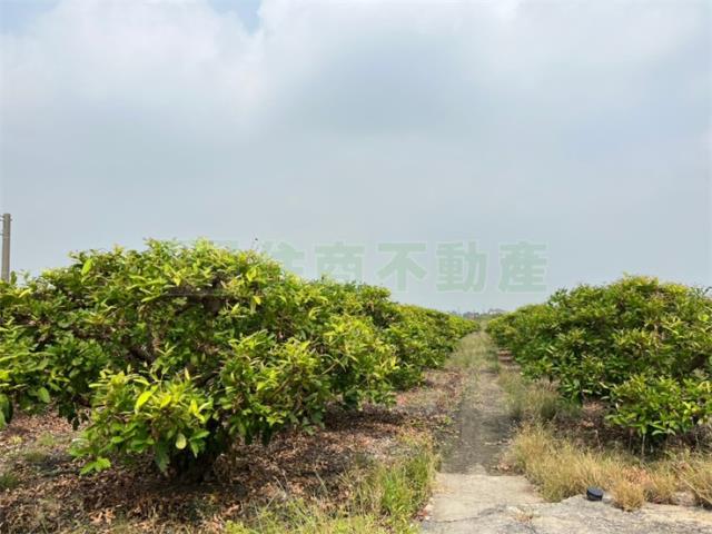 屏東農地-4
