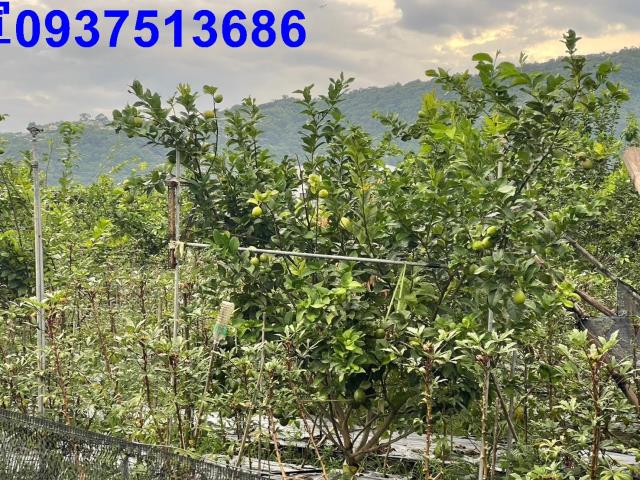 宜蘭員山農地-11