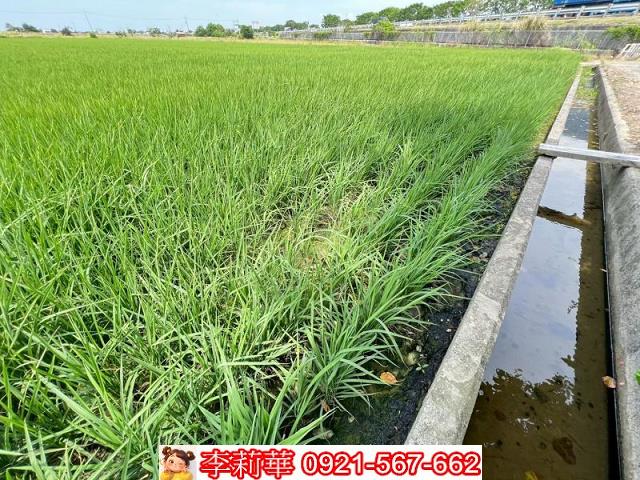 新營農地-8