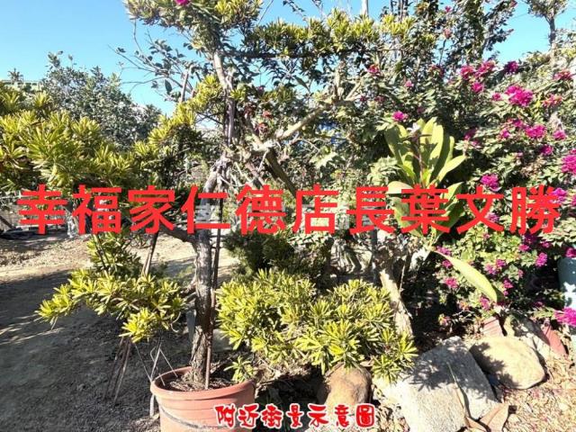 台南麻豆農地-14