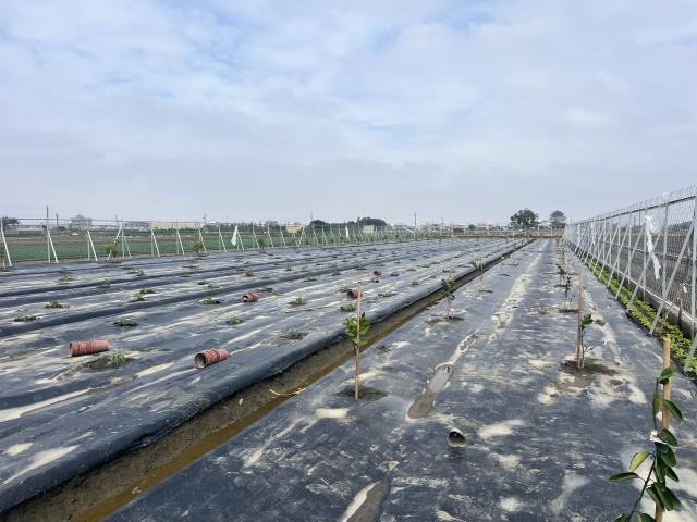 埔鹽農地-7