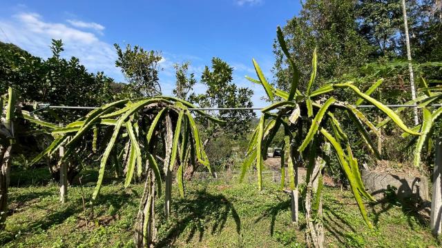 新竹峨眉農地-15