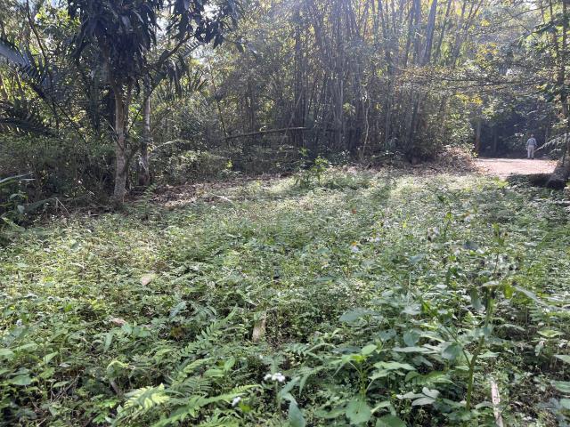 南投鹿谷山坡地-6