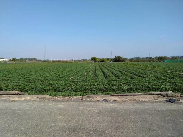 台南新化農地-1