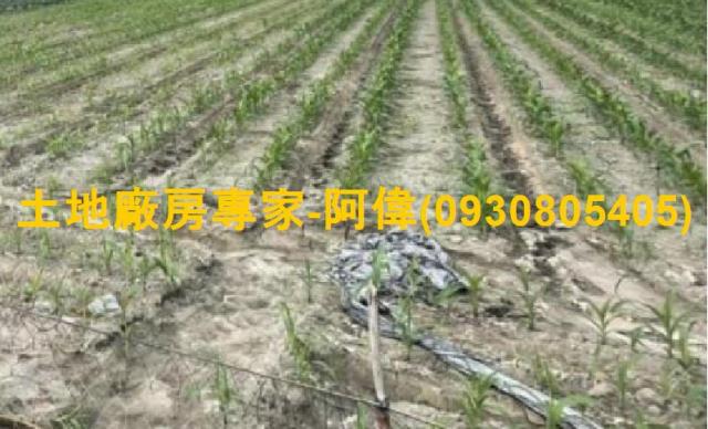高雄大寮農地-1