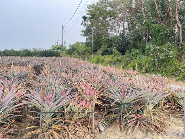 嘉義大林農地-3