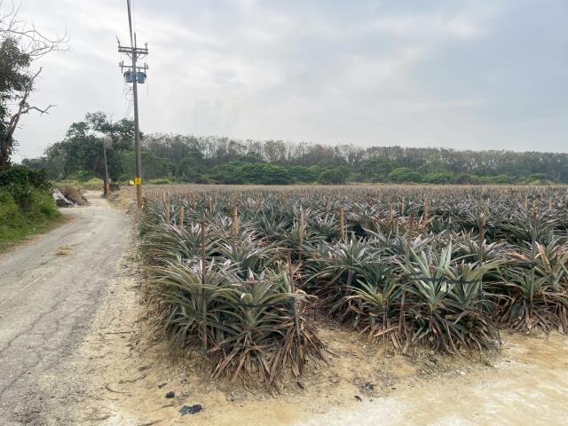 嘉義大林農地-4