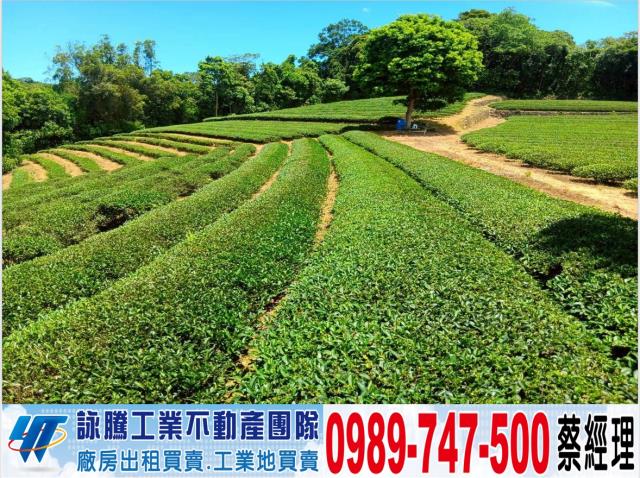 桃園觀音農地-1