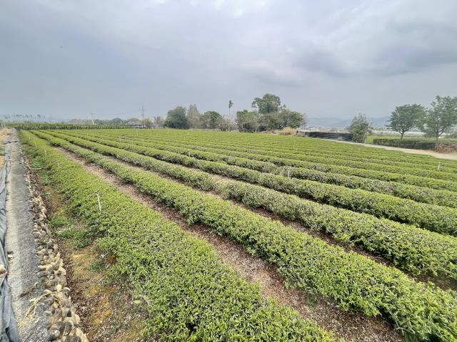 南投名間農地-6