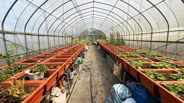 新竹關西農地-11