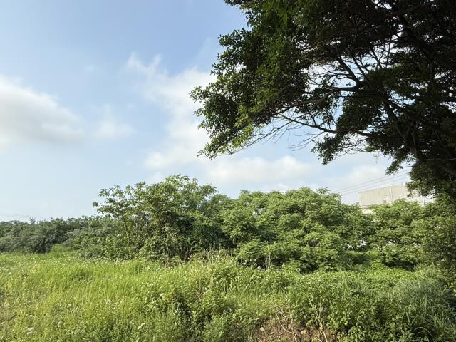 桃園大園農地-2