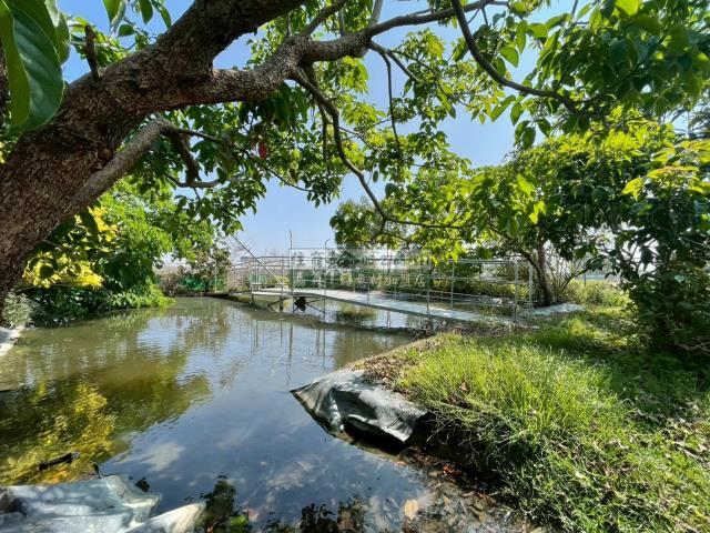 嘉義民雄農地-8