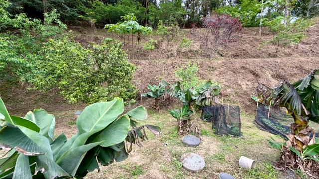 新竹北埔農地-8