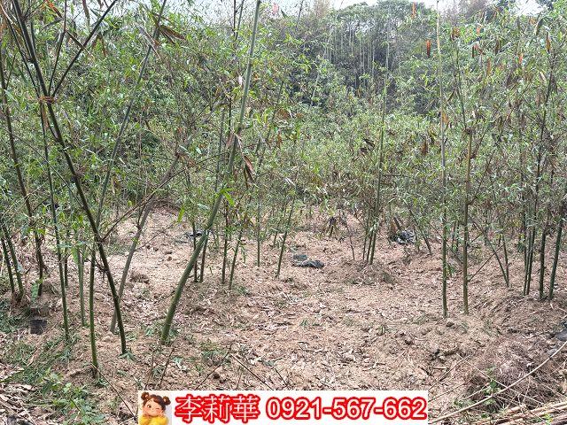 台南新化農地-9