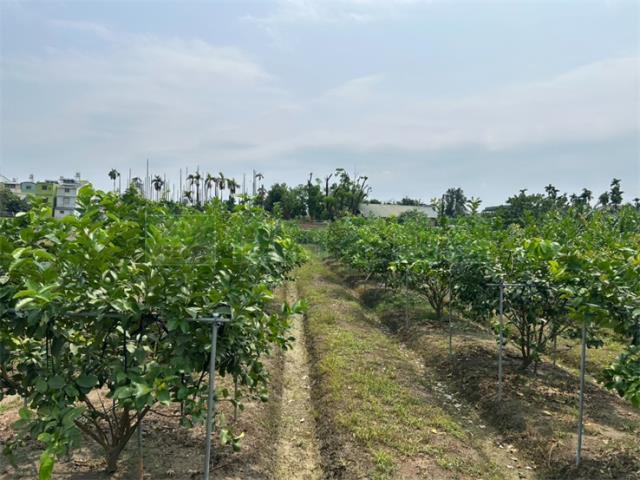 屏東九如農地-1