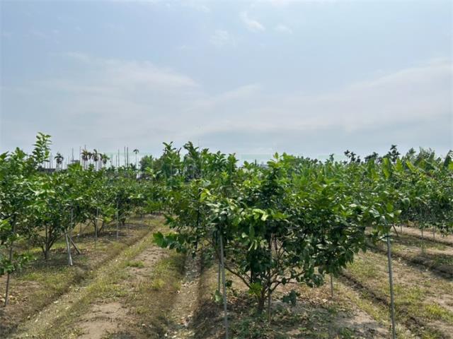 屏東九如農地-3