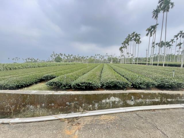 南投名間農地-3