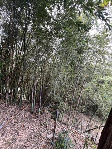 台中東勢農地-3