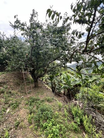 台中東勢農地-6