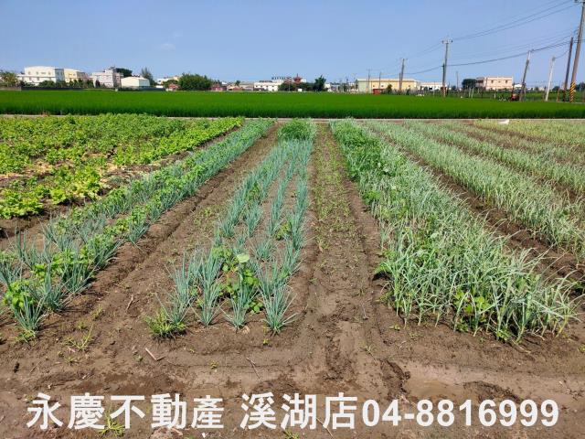 彰化埔鹽農地-6