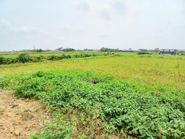 桃園觀音農地-4