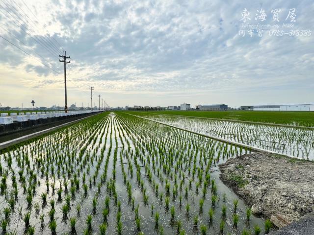 龍井農地-6