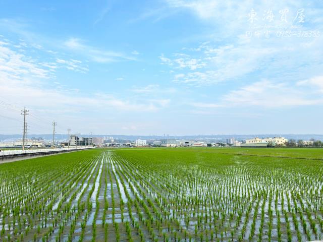 龍井農地-9