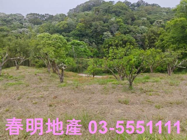 頭份農地-1
