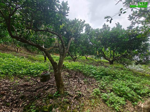 新竹北埔農地-11