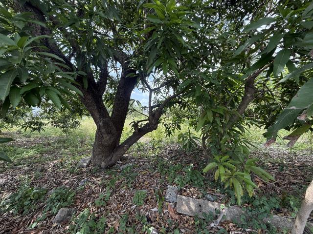 高雄岡山農地-12
