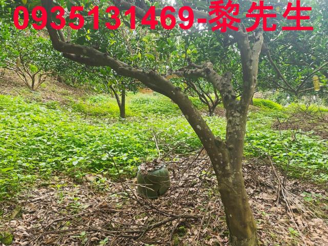 新竹北埔農地-7
