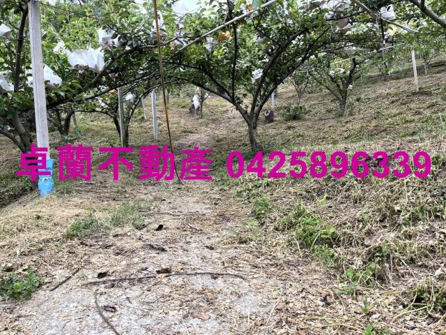 卓蘭農地-10