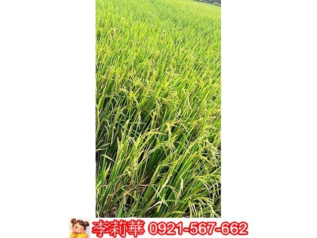 台南農地-5