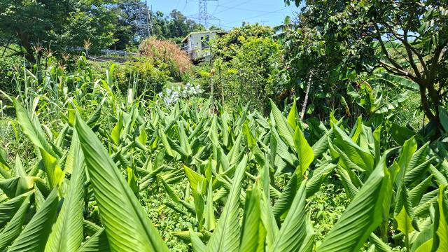 峨眉休閒地-5